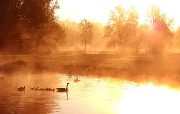 Fog, lake, duck, morning