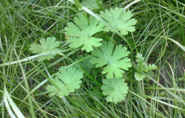 Picture greens, grass, leaves, Spring, may