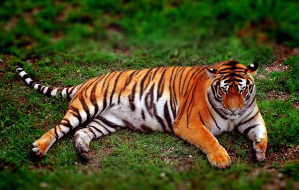 Animals, tiger, animal, wild cats, the Amur tiger, wild animals, rare animals, red tiger