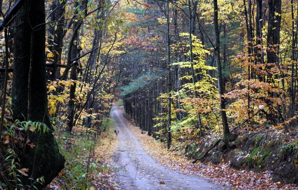 Picture road, autumn, forest, forest, falling leaves, road, Autumn, leaves