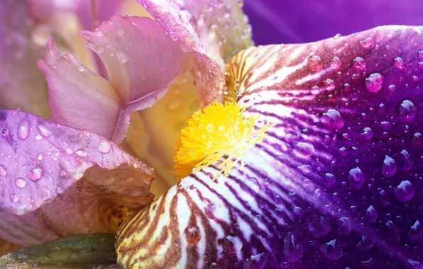 Picture flower, gentle, Iris Close-Up