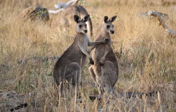 Picture nature, Australia, kangaroo