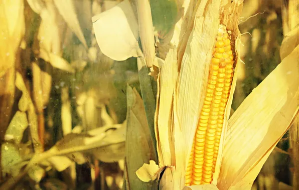 Picture nature, background, corn