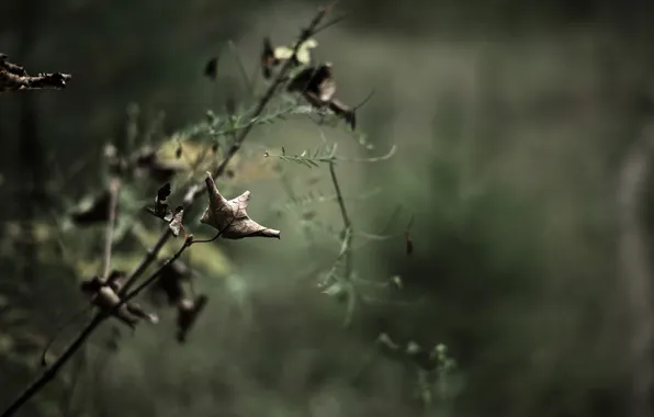 Autumn, grass, leaves, macro, branch, blur, dry