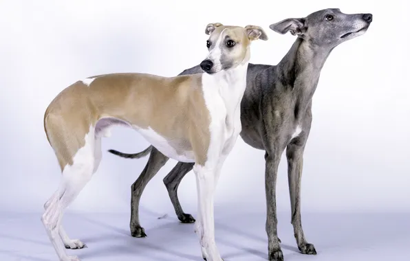 Picture dogs, background, Whippet