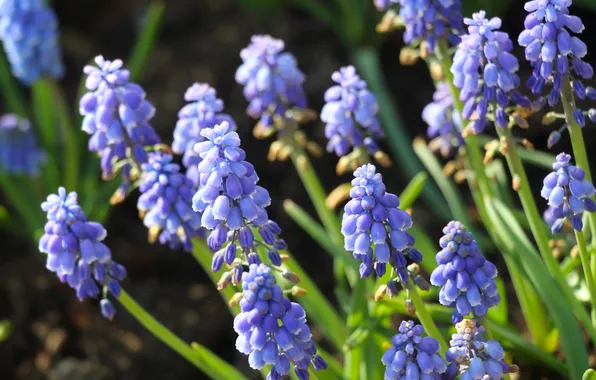 Blue, blooming, grape hyacinths