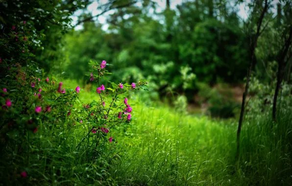 Summer, flowers, nature