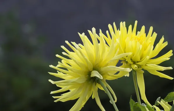 Background, yellow, dahlias