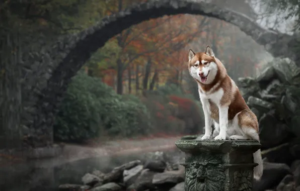 Autumn, bridge, nature, dog, Husky