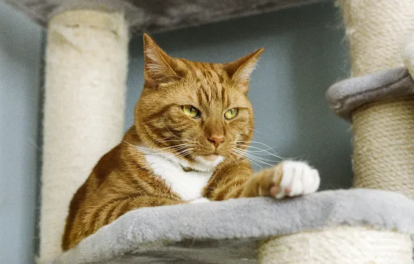 Cat, cat, look, pose, red, serious, face, foot