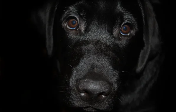 Picture black, dog, Labrador
