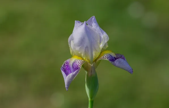 Summer, macro, flowers, bokeh, iris