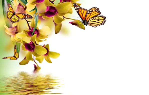 Water, butterfly, yellow, orchids