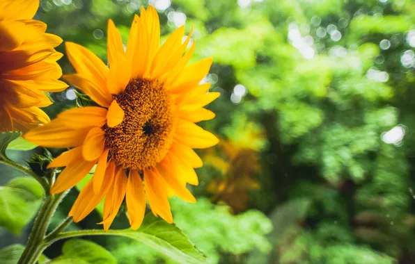 Picture greens, flower, leaves, flowers, yellow, background, sunflower, blur