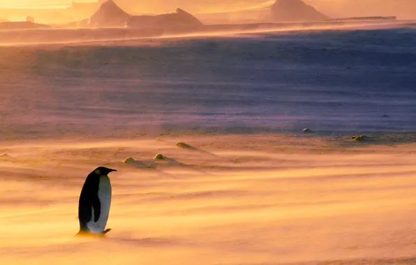 Bird, Blizzard, Antarctica, the Weddell sea, Emperor penguin