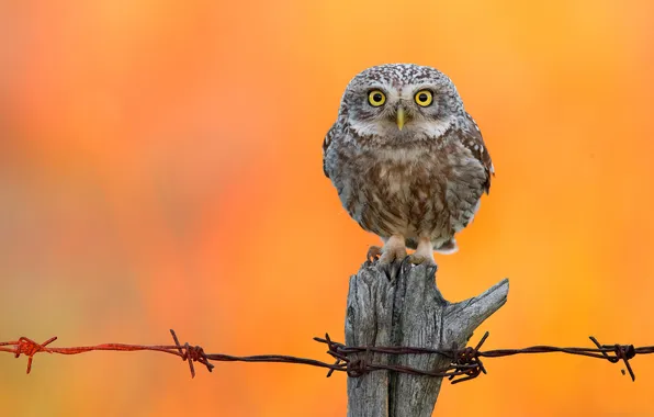 Look, owl, bird, the fence, orange background, barbed wire, column, owl