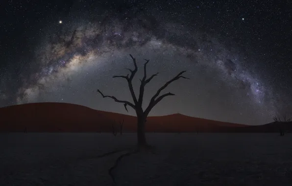 Sand, tree, desert, dunes, desert, Namibia, tree, sand