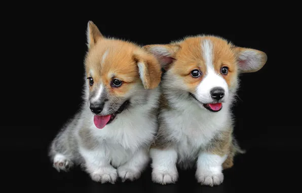 Language, dogs, pose, dog, puppies, puppy, black background, a couple