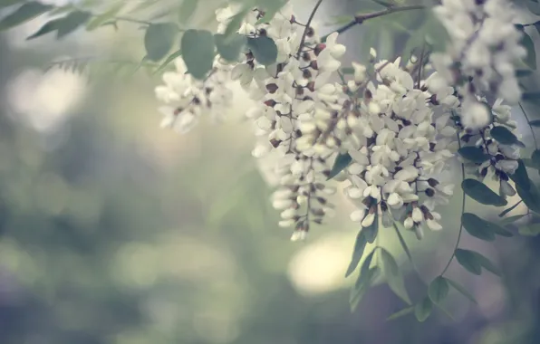 Leaves, spring, flowers, flowering, bokeh, acacia