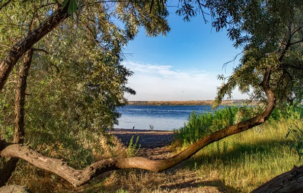 Sand, the sky, grass, clouds, trees, river, bird, shore