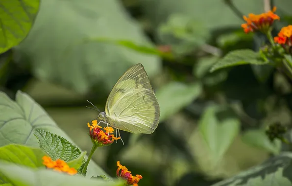 Flowers, macro, butterfly, wings, beautiful, closeup