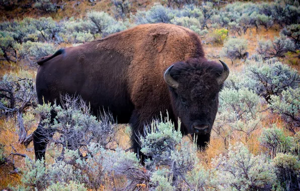 Picture nature, background, Bison
