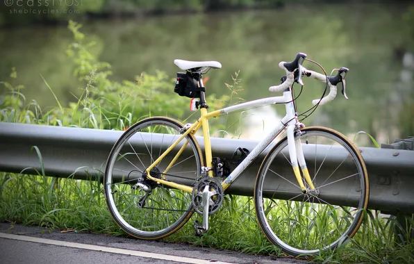 Picture road, nature, bike