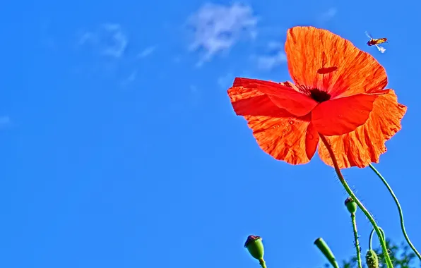 Picture flower, the sky, clouds, Mac, insect