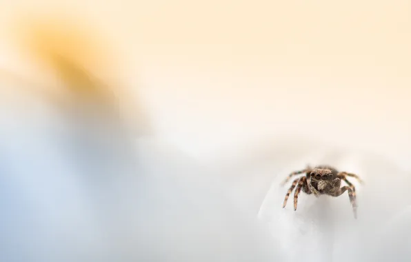 Picture eyes, legs, spider