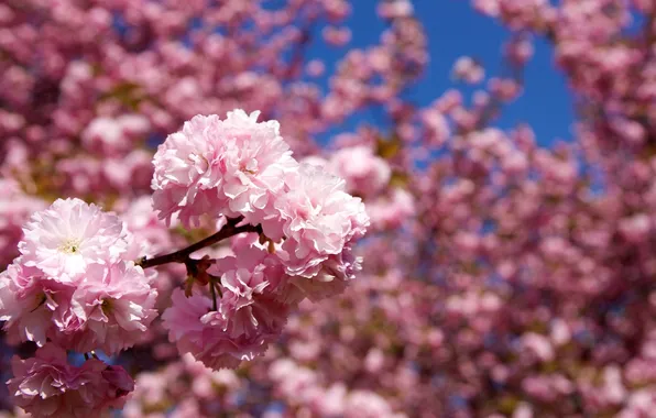 Picture trees, flowers, nature, branch, spring, petals, Sakura, pink