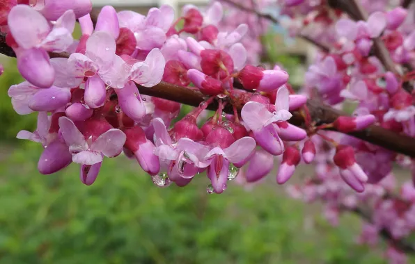 Picture spring, flowering trees, spring 2017, the European Cercis, Judas tree, Judah wood, baranik common