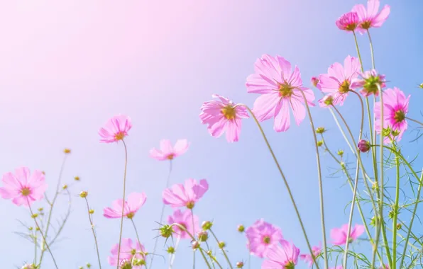Field, summer, the sun, flowers, summer, pink, field, pink