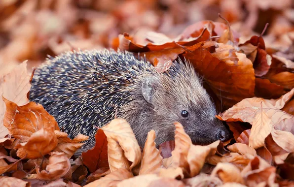 Autumn, foliage, hedgehog