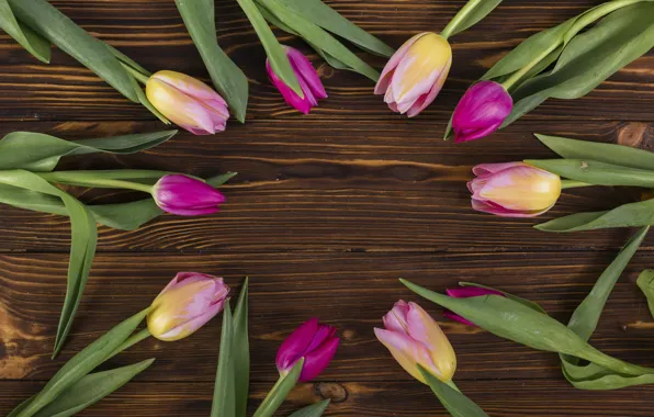 Background, tulips, brown, composition