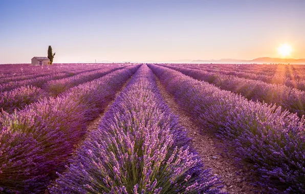 Flowers, house, the ranks, lavender, plantation, lavender field