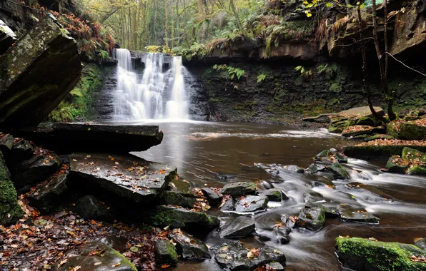 Autumn, forest, leaves, trees, river, stream, stones, waterfall