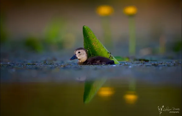 Bird, baby, pond, duck, bokeh, Lobanov Roman, He hid...