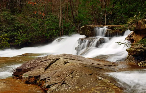 Picture forest, trees, stream, stones, waterfall, USA, the bushes, Pennsylvania
