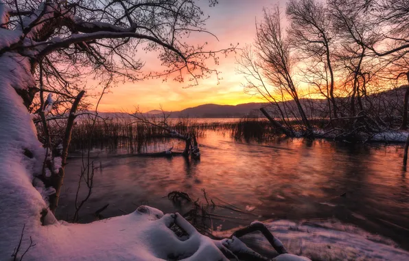 Picture snow, trees, lake, morning