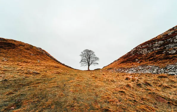 Nature, tree, hills, valley, late autumn