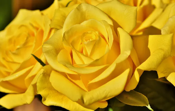 Flowers, close-up, yellow, roses, petals, buds