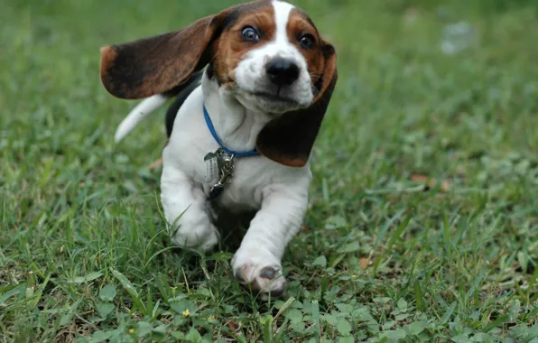 Grass, puppy, run.