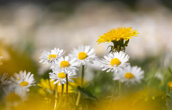 Flowers, yellow, dandelion, glade, chamomile, blur, spring, white