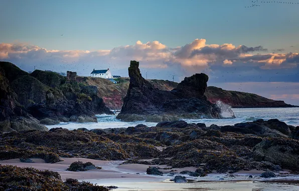 Picture waves, house, beach, sky, clouds, rocks, birds, moss