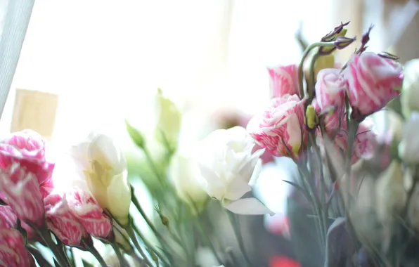 White, flowers, pink, tenderness, Eustoma