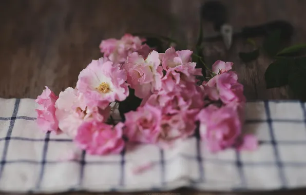 Flowers, petals, pink