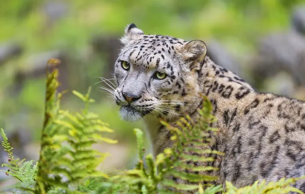 Picture foliage, predator, fur, IRBIS, snow leopard