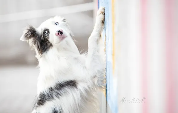 Picture look, dog, paws, The border collie