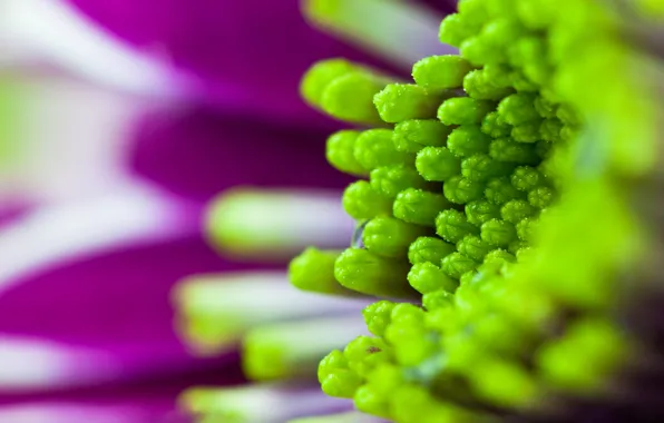 Picture flower, purple, macro, flowers, green, beautiful