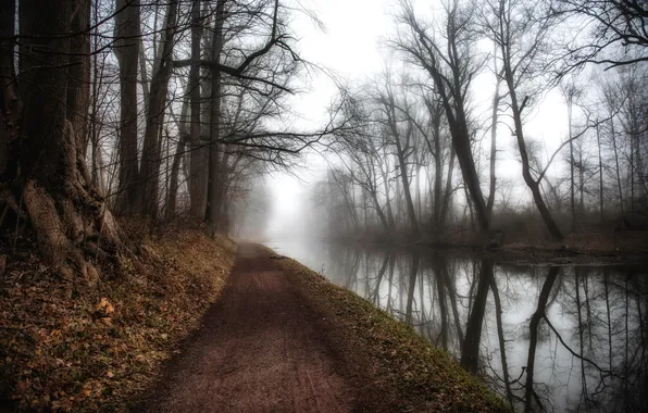 Road, nature, fog